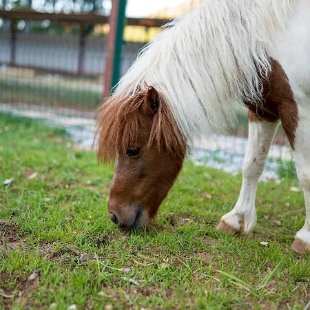 Alados B&B Turgutkoy