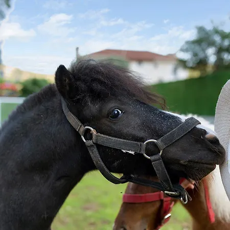 Bed and Breakfast Alados