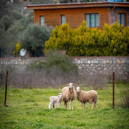 Bed and Breakfast Alados Turgutkoy