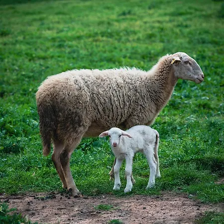 Bed and Breakfast Alados