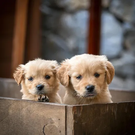 Bed and Breakfast Alados Turgutkoy