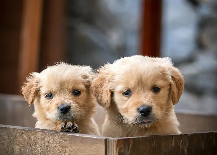 Bed & Breakfast Alados Turgutkoy